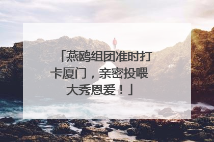 燕鸥组团准时打卡厦门，亲密投喂大秀恩爱！