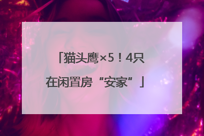 猫头鹰×5！4只在闲置房“安家”