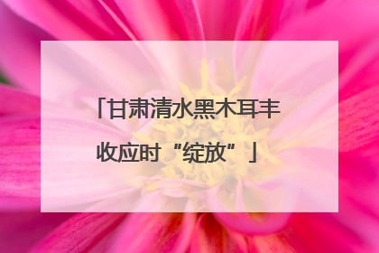 甘肃清水黑木耳丰收应时“绽放”