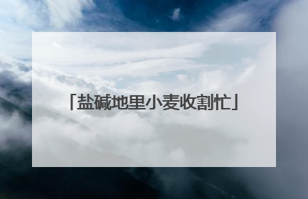 盐碱地里小麦收割忙