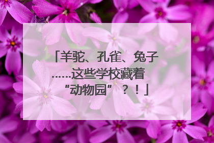 羊驼、孔雀、兔子……这些学校藏着 “动物园”？！