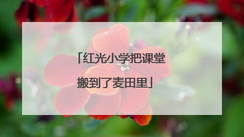 红光小学把课堂搬到了麦田里