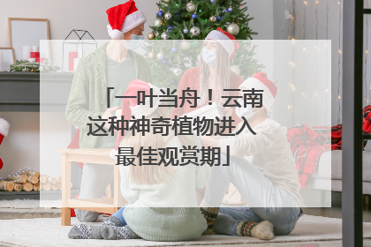 一叶当舟！云南这种神奇植物进入最佳观赏期