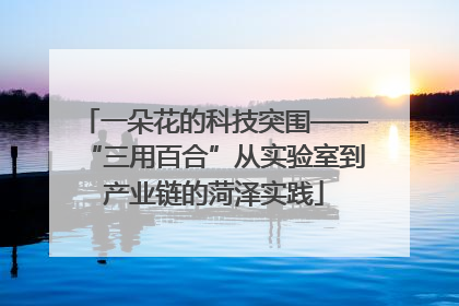 一朵花的科技突围——“三用百合”从实验室到产业链的菏泽实践