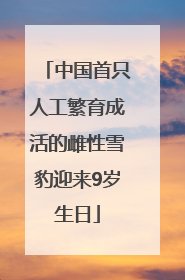 中国首只人工繁育成活的雌性雪豹迎来9岁生日