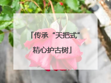 传承“天把式” 精心护古树