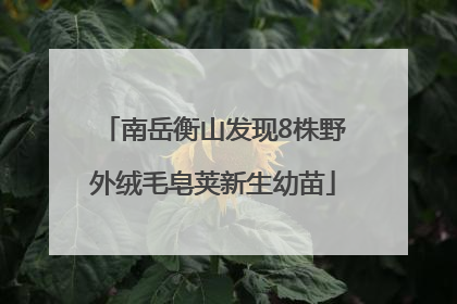 南岳衡山发现8株野外绒毛皂荚新生幼苗