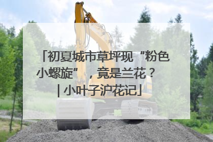 初夏城市草坪现“粉色小螺旋”，竟是兰花？ | 小叶子沪花记