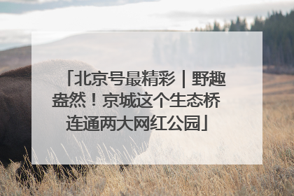 北京号最精彩｜野趣盎然！京城这个生态桥连通两大网红公园