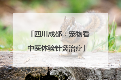 四川成都：宠物看中医体验针灸治疗