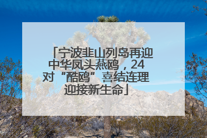 宁波韭山列岛再迎中华凤头燕鸥，24对“酷鸥”喜结连理迎接新生命