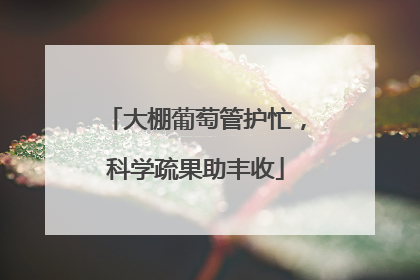 大棚葡萄管护忙，科学疏果助丰收