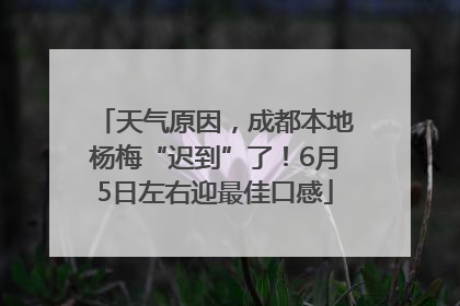 天气原因，成都本地杨梅“迟到”了！6月5日左右迎最佳口感