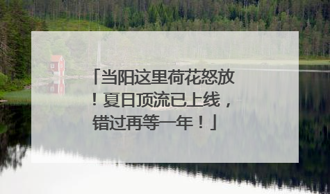 当阳这里荷花怒放！夏日顶流已上线，错过再等一年！
