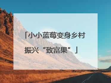 小小蓝莓变身乡村振兴“致富果”