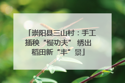 崇阳县三山村：手工插秧“慢功夫” 绣出稻田新“丰”景