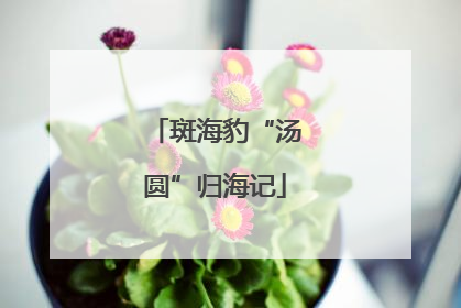 斑海豹“汤圆”归海记