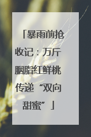 暴雨前抢收记：万斤胭脂红鲜桃传递“双向甜蜜”