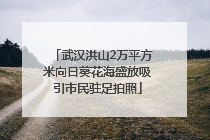 武汉洪山2万平方米向日葵花海盛放吸引市民驻足拍照