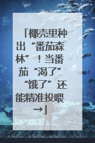 椰壳里种出“番茄森林”！当番茄“渴了”“饿了”还能精准投喂→