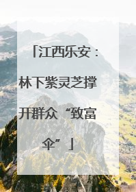 江西乐安：林下紫灵芝撑开群众“致富伞”