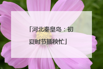 河北秦皇岛：初夏时节插秧忙