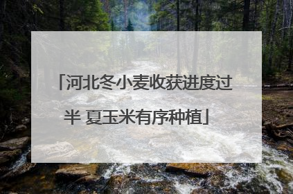 河北冬小麦收获进度过半 夏玉米有序种植