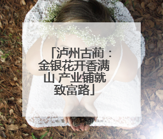 泸州古蔺：金银花开香满山 产业铺就致富路