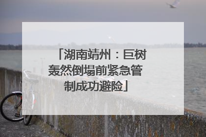 湖南靖州：巨树轰然倒塌前紧急管制成功避险