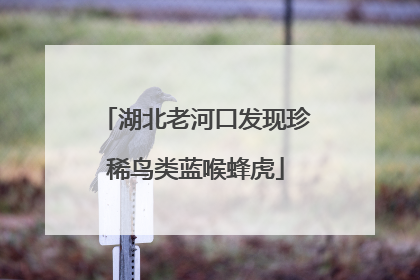 湖北老河口发现珍稀鸟类蓝喉蜂虎