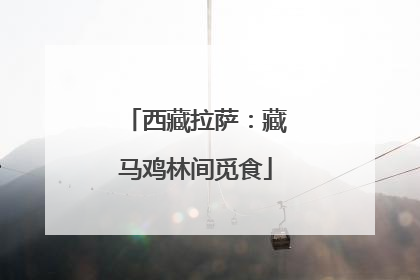 西藏拉萨：藏马鸡林间觅食