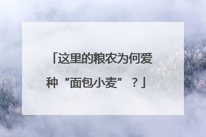 这里的粮农为何爱种“面包小麦”？