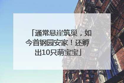 通常悬崖筑巢，如今首钢园安家！还孵出10只萌宝宝