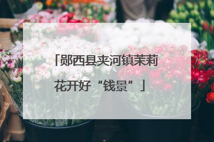 郧西县夹河镇茉莉花开好“钱景”
