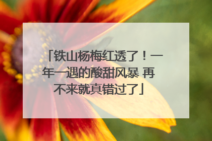 铁山杨梅红透了！一年一遇的酸甜风暴 再不来就真错过了