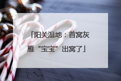 阳关湿地：首窝灰雁“宝宝”出窝了