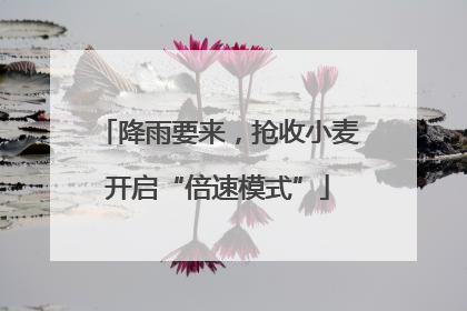降雨要来，抢收小麦开启“倍速模式”