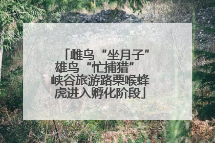 雌鸟“坐月子”雄鸟“忙捕猎” 峡谷旅游路栗喉蜂虎进入孵化阶段