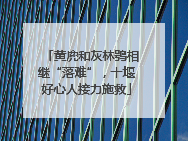 黄麂和灰林鸮相继“落难”，十堰好心人接力施救