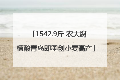 1542.9斤 农大腐植酸青岛即墨创小麦高产
